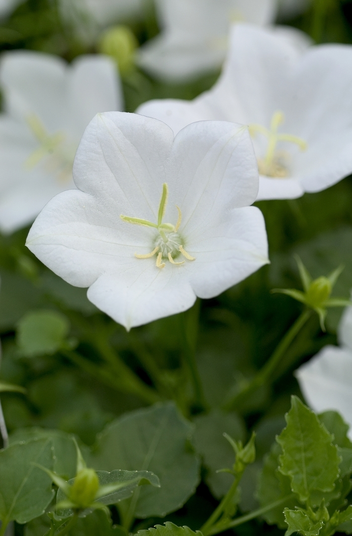 'White Clips' Carpathian Bellflower - Campanula carpatica from Milmont Greenhouses