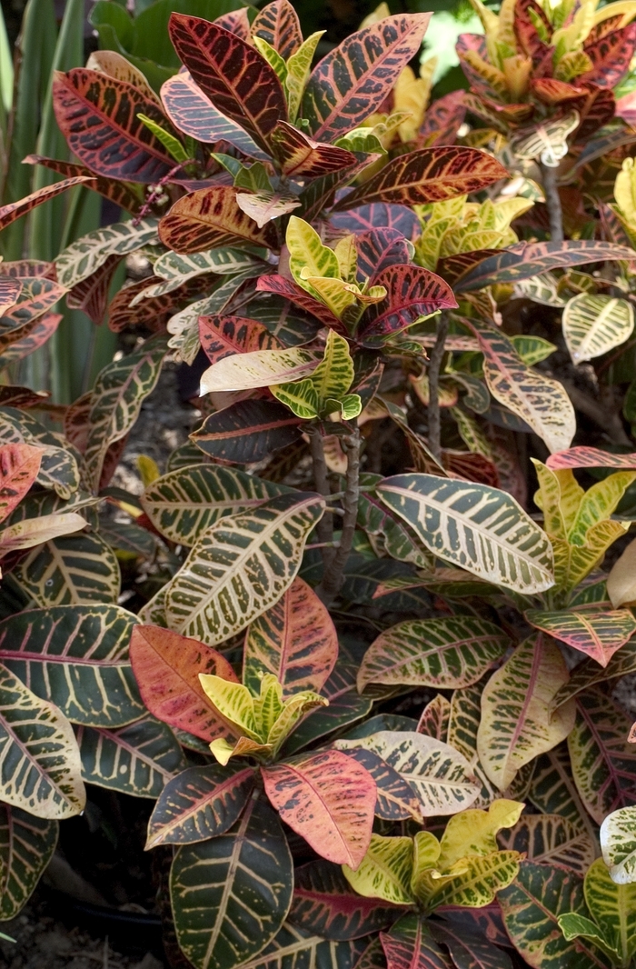 Croton - Codiaeum variegatum (Croton) from Milmont Greenhouses