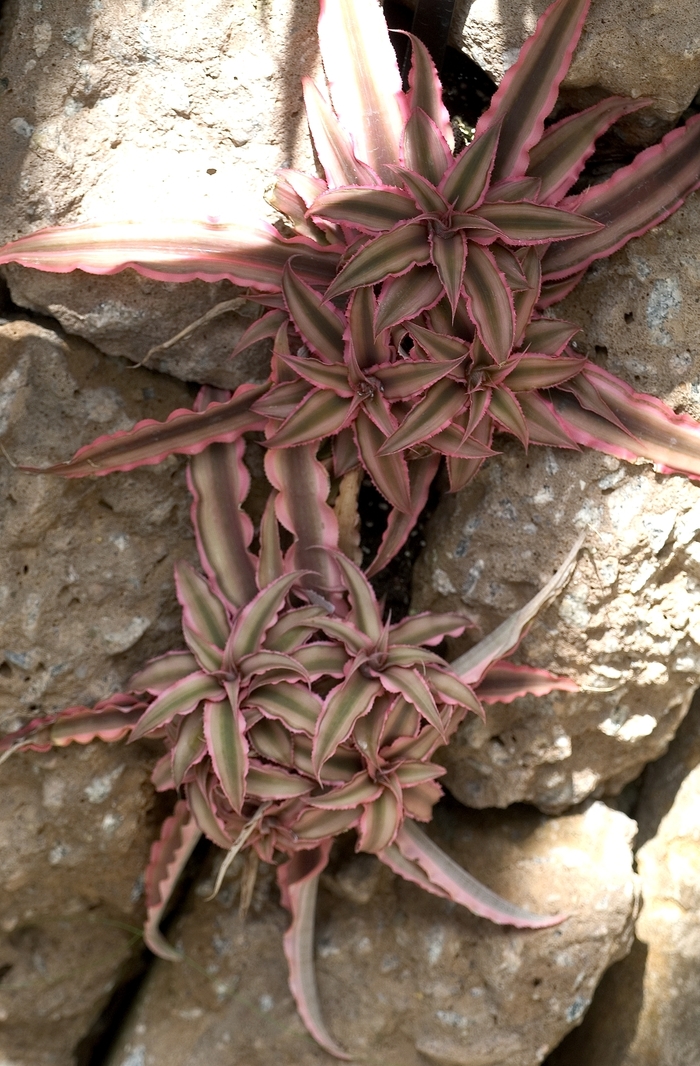 Earth Star - Cryptanthus (Earth Star) from Milmont Greenhouses