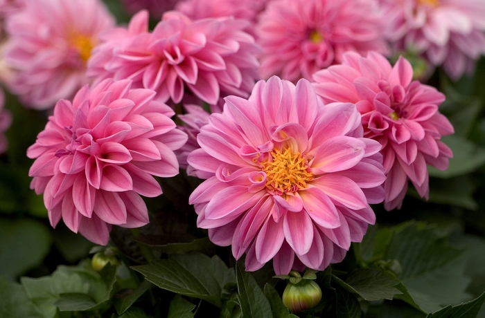 Dahlietta&reg; 'Emily' - Dahlia from Milmont Greenhouses