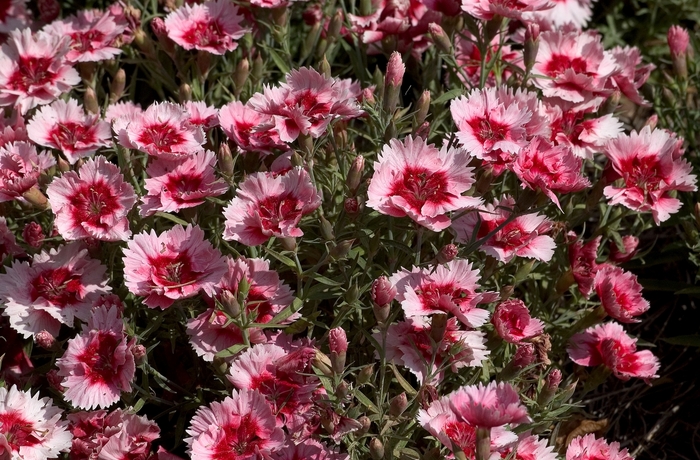 Super Parfait™ 'Strawberry' - Dianthus chinensis (Pinks) from Milmont Greenhouses