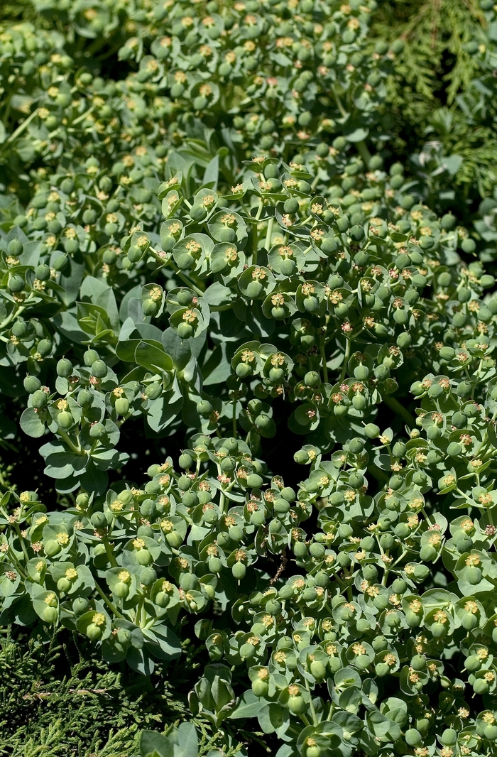 Donkey-Tail Spurge - Euphorbia myrsinites from Milmont Greenhouses