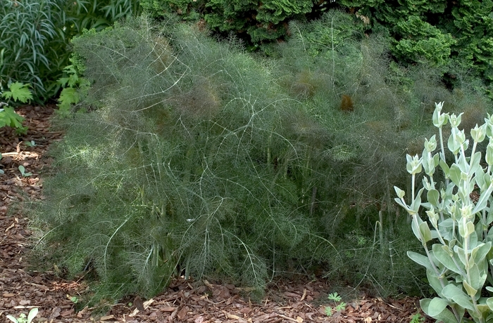 Purpureum Bronze Fennel - Foeniculum vulgare 'Purpureum' (Bronze Fennel) from Milmont Greenhouses