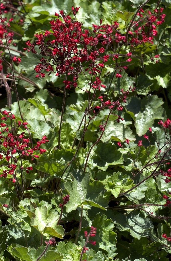 Ruby Bells Coral Bells - Heuchera 'Ruby Bells' (Coral Bells) from Milmont Greenhouses