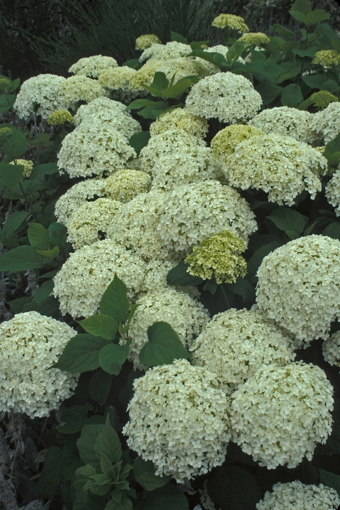 'Annabelle' Smooth Hydrangea - Hydrangea arborescens from Milmont Greenhouses