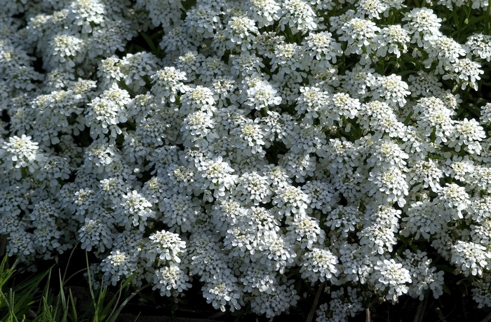 Alexanders White Candytuft - Iberis sempervirens 'Alexanders White' (Candytuft) from Milmont Greenhouses