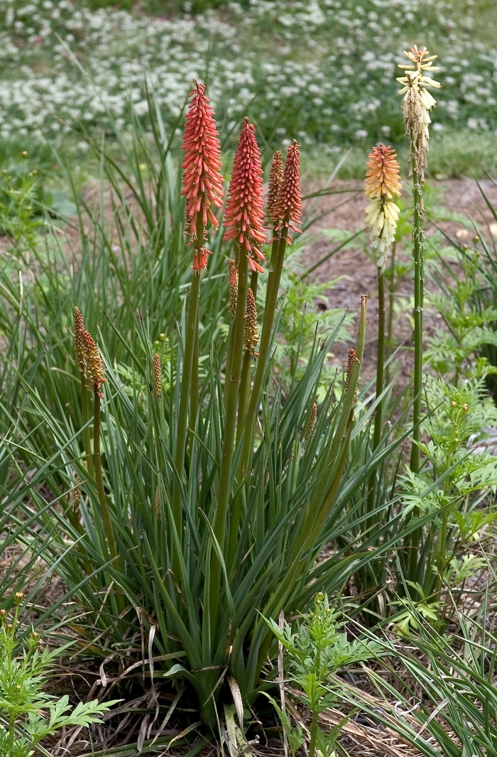 'Flamenco Mix' Red Hot Poker - Kniphofia uvaria from Milmont Greenhouses