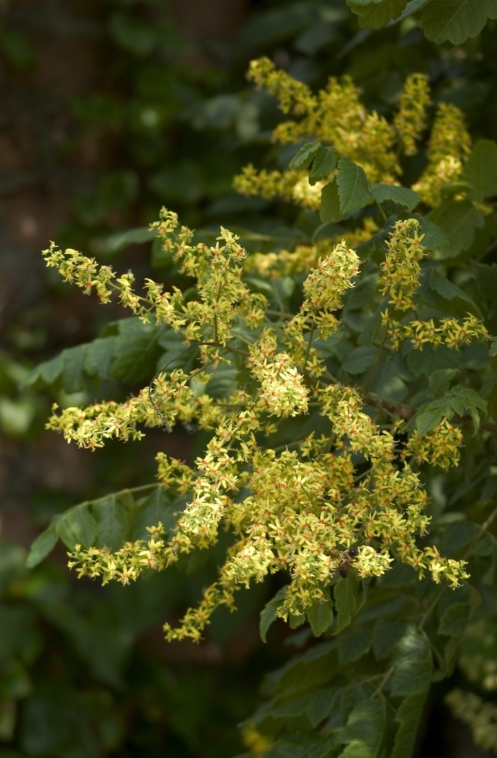 Golden Rain Tree - Koelreuteria paniculata from Milmont Greenhouses