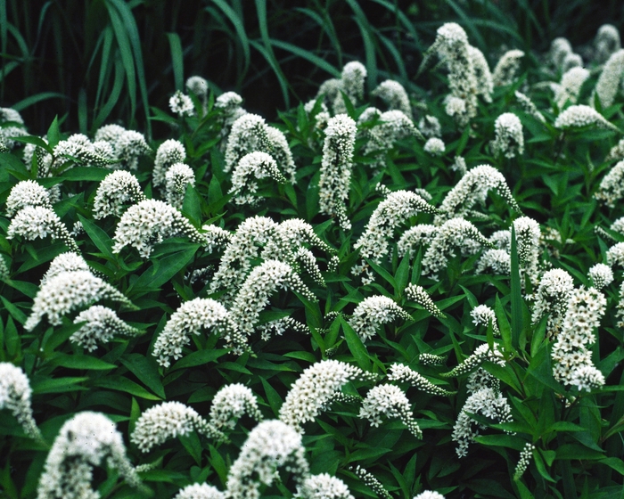 Gooseneck Loosestrife - Lysimachia clethroides from Milmont Greenhouses