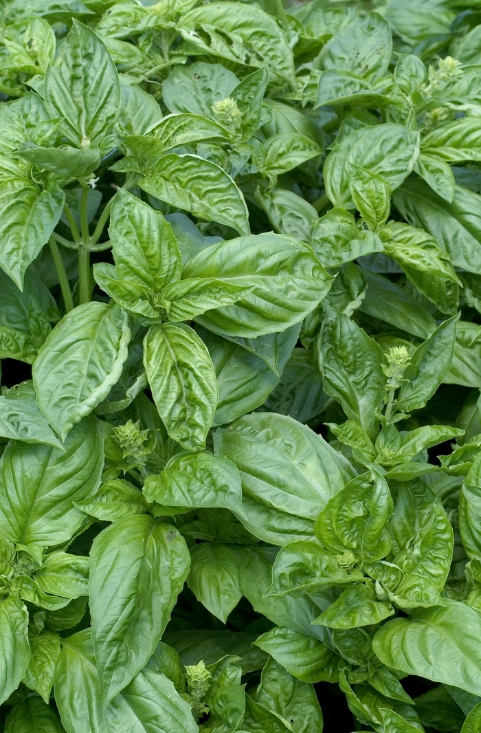 Nufar Basil - Ocimum basilicum 'Nufar' (Basil) from Milmont Greenhouses