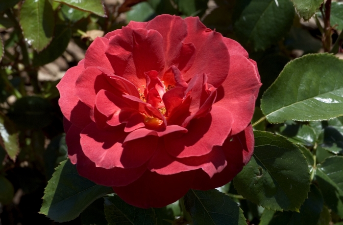 'Hot Cocoa' Rose - Rosa from Milmont Greenhouses 'Hot Cocoa' Rose - Rosa from Milmont Greenhouses