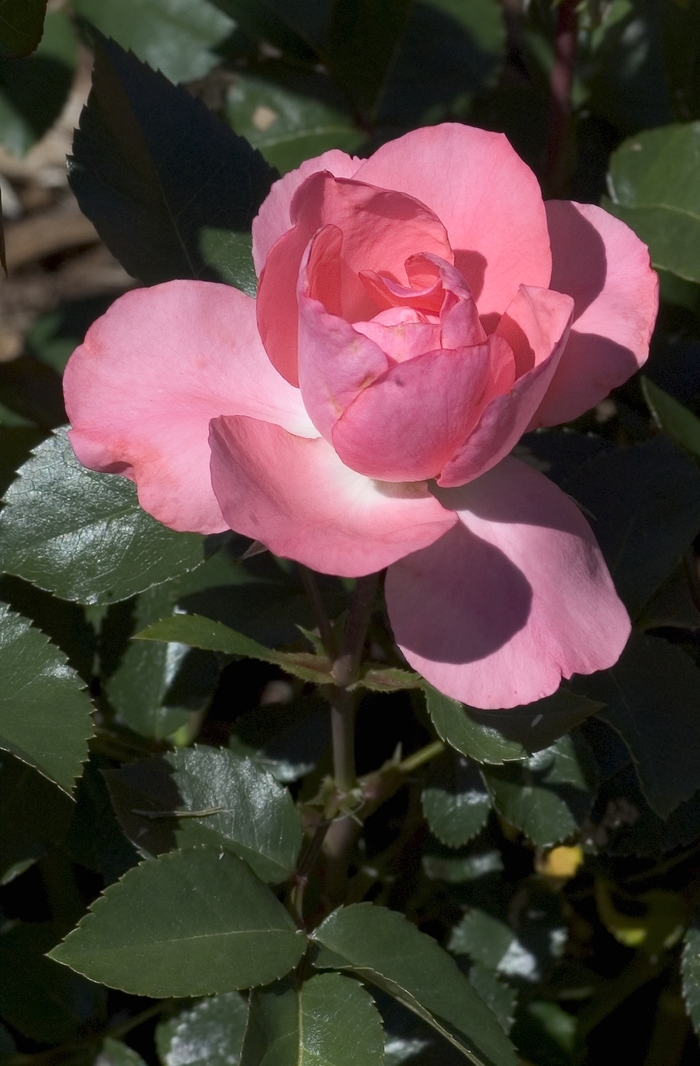 'Passionate Kisses®' Rose - Rosa from Milmont Greenhouses 'Passionate Kisses®' Rose - Rosa from Milmont Greenhouses