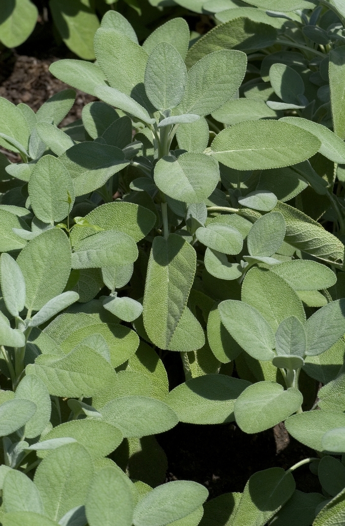 Berggarten Sage - Salvia officinalis 'Berggarten' (Sage) from Milmont Greenhouses