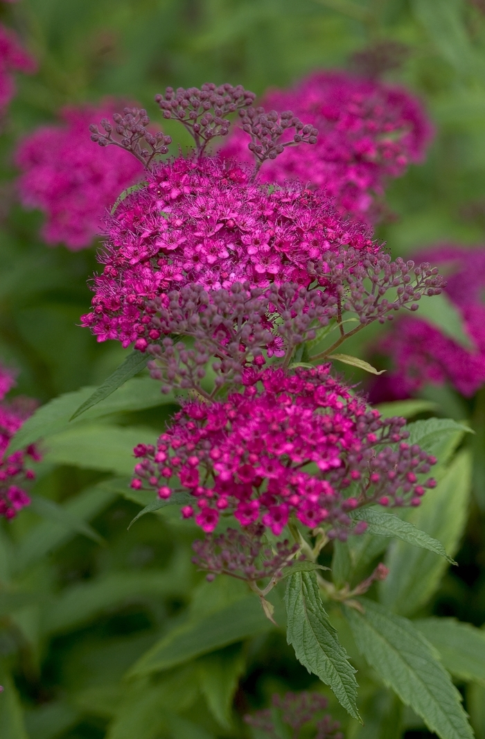 ''Neon Flash'' Spirea - Spiraea japonica from Milmont Greenhouses