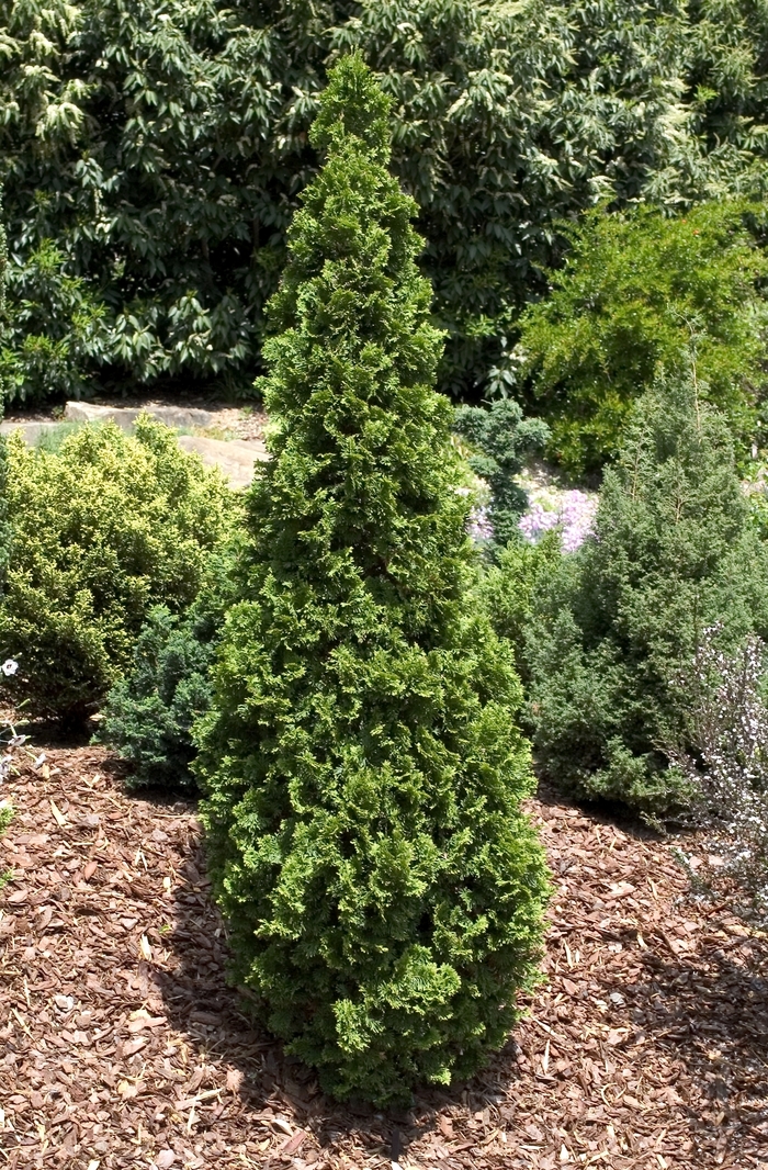 'Degroot's Spire' Arborvitae - Thuja occidentalis from Milmont Greenhouses 'Degroot's Spire' Arborvitae - Thuja occidentalis from Milmont Greenhouses