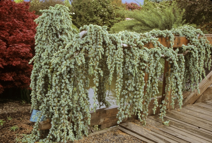 'Glauca Pendula' Weeping Blue Atlas Cedar - Cedrus atlantica from Milmont Greenhouses