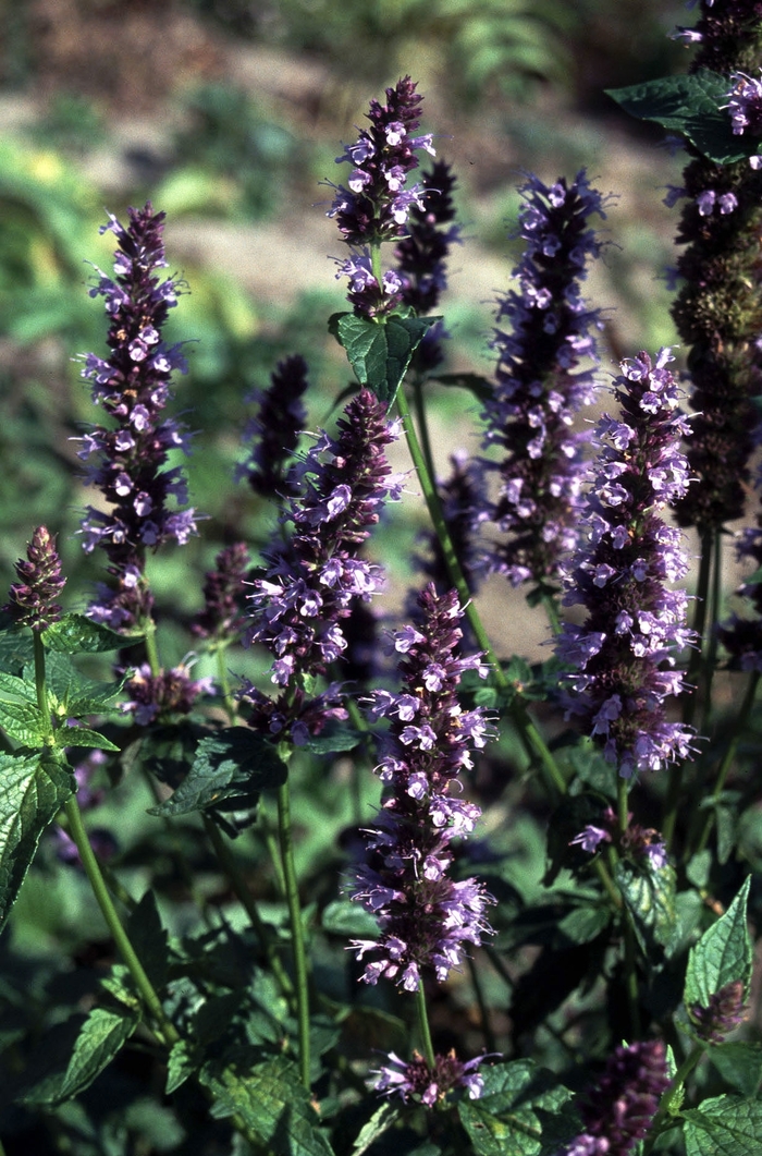 'Black Adder' Hummingbird Mint - Agastache from Milmont Greenhouses