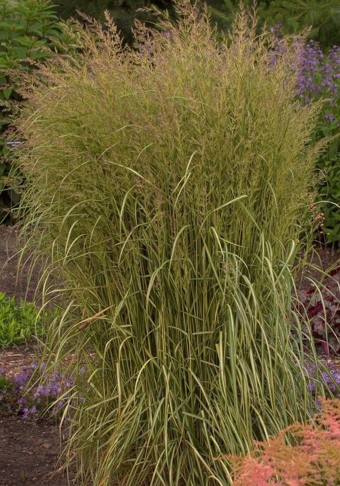 'Eldorado' Feather Reed Grass - Calamagrostis acutiflora from Milmont Greenhouses