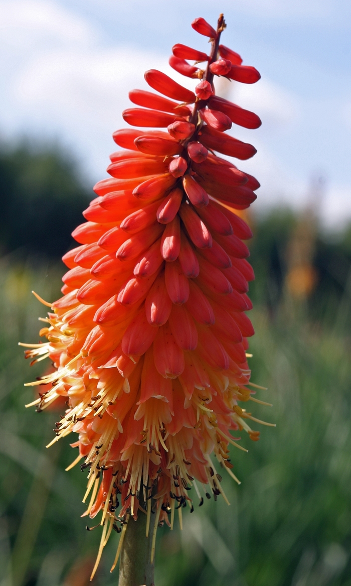 Alcazar Tritoma - Kniphofia 'Alcazar' (Tritoma) from Milmont Greenhouses