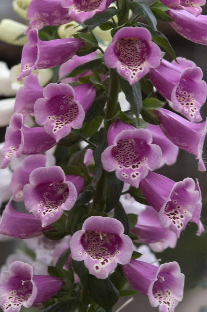 Camelot&trade; Rose - Digitalis purpurea (Foxglove) from Milmont Greenhouses