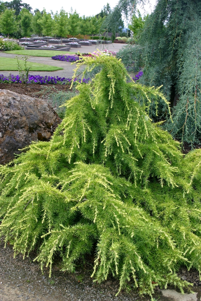 'Gold Cascade' Deodar Cedar - Cedrus deodora from Milmont Greenhouses 'Gold Cascade' Deodar Cedar - Cedrus deodora from Milmont Greenhouses