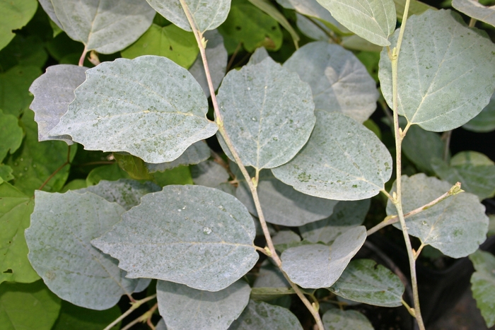 'Blue Shadow' - Fothergilla major from Milmont Greenhouses