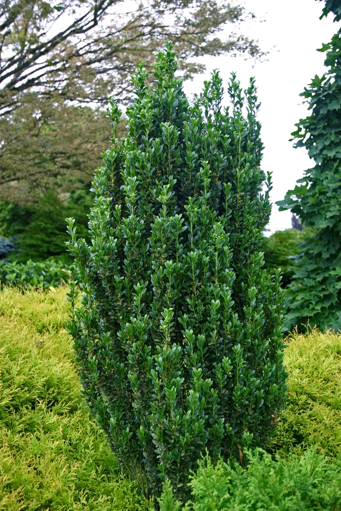 'Sky Pencil' Japanese Holly - Ilex crenata from Milmont Greenhouses