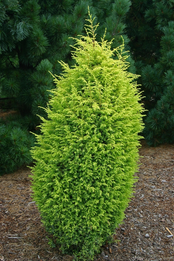 'Gold Cone' Juniper - Juniperus communis from Milmont Greenhouses
