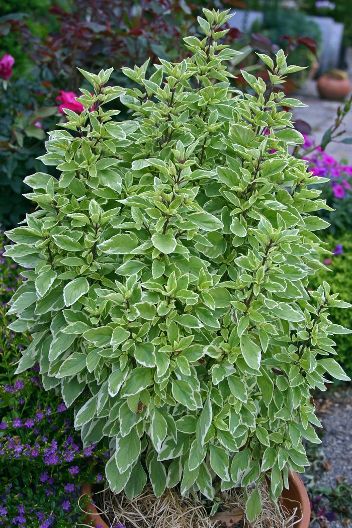 Pesto Perpetuo Basil - Ocimum basilicum 'Pesto Perpetuo' PP16260 (Basil) from Milmont Greenhouses