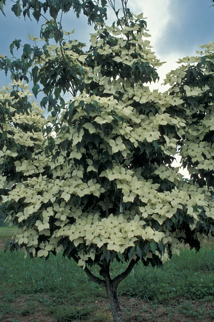 'Greensleeves' Dogwood - Cornus kousa from Milmont Greenhouses