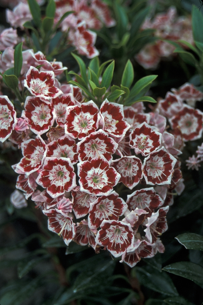 'Minuet' Mountain Laurel - Kalmia from Milmont Greenhouses