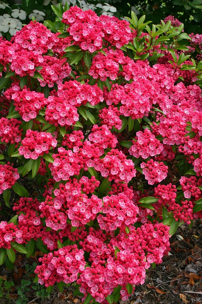 'Sarah' Mountain Laurel - Kalmia from Milmont Greenhouses