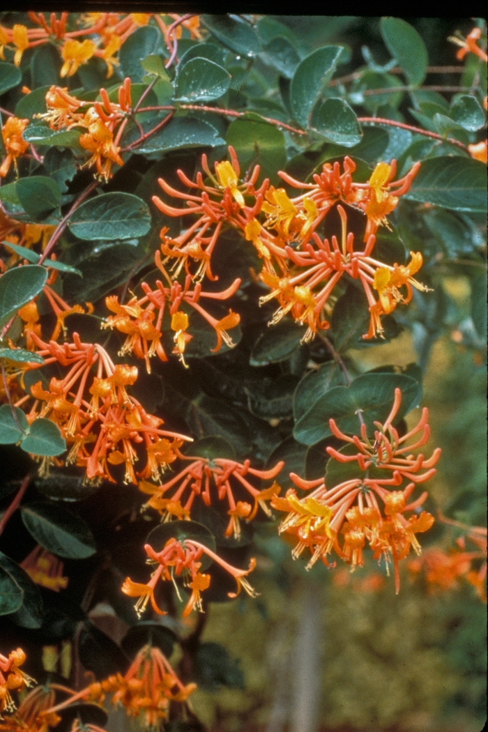 'Mandarin' Honeysuckle Vine - Lonicera from Milmont Greenhouses