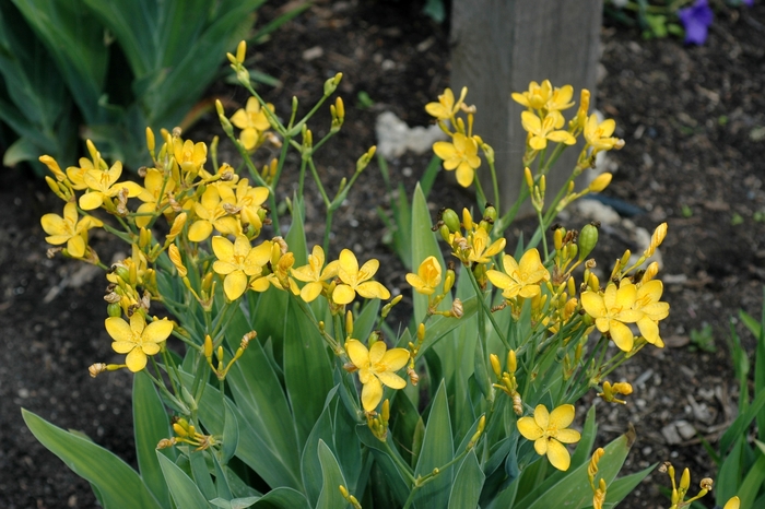 Hello Yellow Blackberry Lily - Belamcanda flabellata 'Hello Yellow' (Blackberry Lily) from Milmont Greenhouses Hello Yellow Blackberry Lily - Belamcanda flabellata 'Hello Yellow' (Blackberry Lily) from Milmont Greenhouses