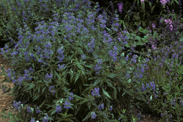 'Longwood Blue' Bluebeard - Caryopteris x clandonensis from Milmont Greenhouses 'Longwood Blue' Bluebeard - Caryopteris x clandonensis from Milmont Greenhouses