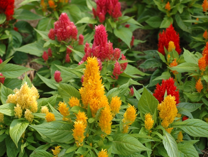 'Ice Cream Mix' Cockscomb - Celosia plumosa from Milmont Greenhouses