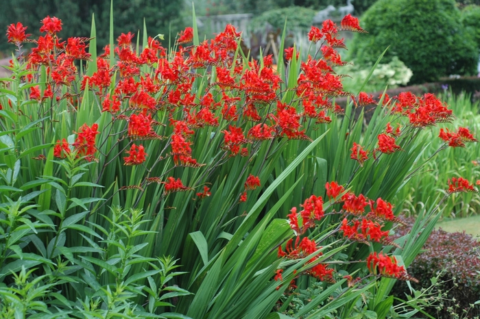 'Lucifer' Monbretia - Crocosmia aurea from Milmont Greenhouses