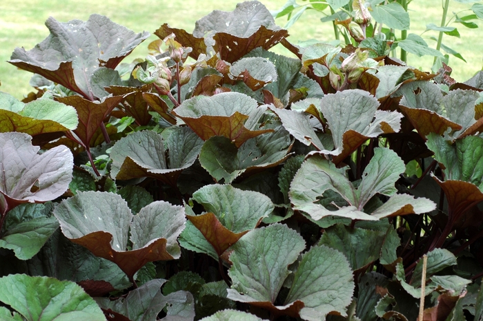 Othello Big Leaf Ligularia - Ligularia dentata 'Othello' (Big Leaf Ligularia) from Milmont Greenhouses Othello Big Leaf Ligularia - Ligularia dentata 'Othello' (Big Leaf Ligularia) from Milmont Greenhouses
