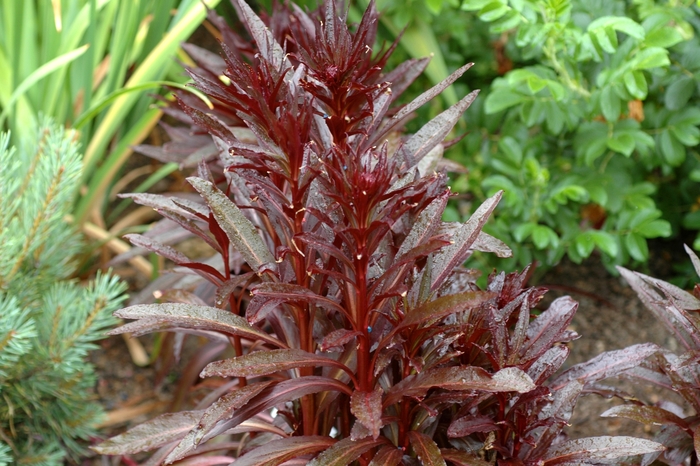 'Queen Victoria' - Lobelia fulgens from Milmont Greenhouses 'Queen Victoria' - Lobelia fulgens from Milmont Greenhouses
