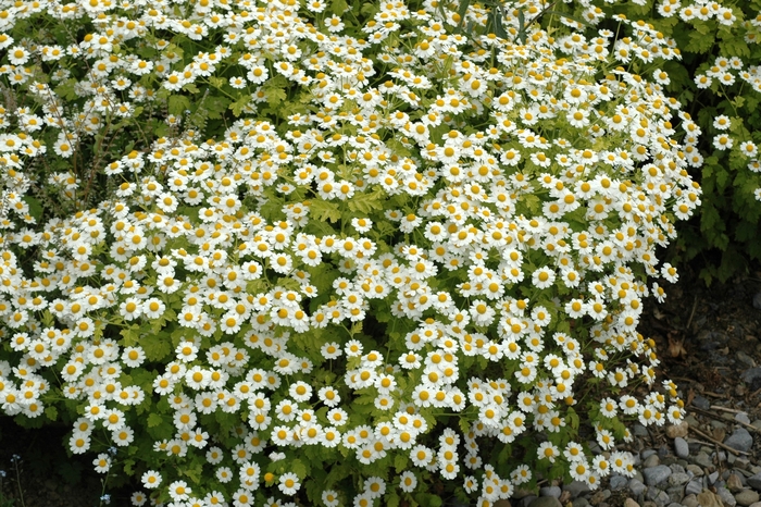 German Chamomile - Matricaria recutita (German Chamomile) from Milmont Greenhouses