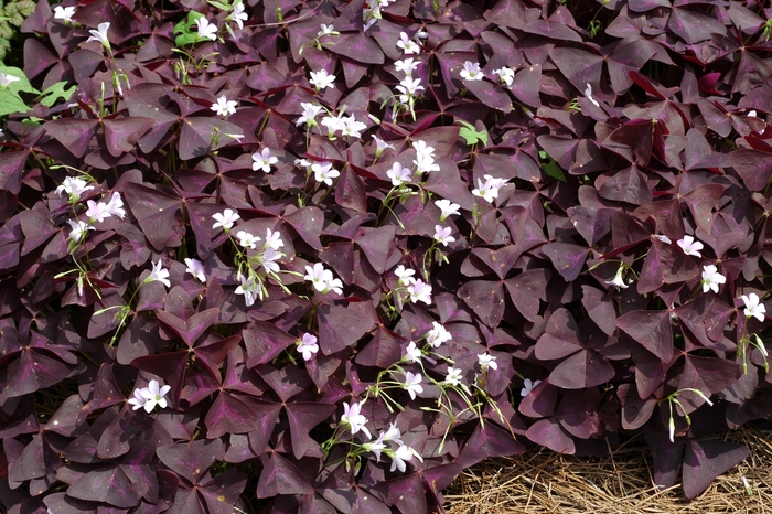 'Purpurea' Ornamental Purple Shamrock - Oxalis regnellii from Milmont Greenhouses 'Purpurea' Ornamental Purple Shamrock - Oxalis regnellii from Milmont Greenhouses