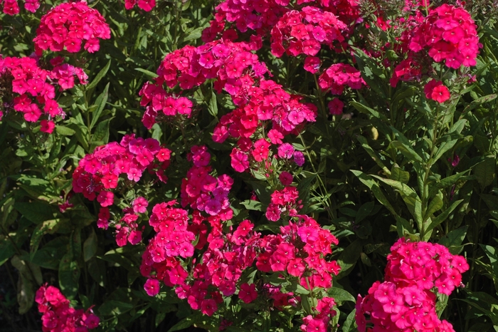 'Red Riding Hood' Garden Phlox - Phlox paniculata from Milmont Greenhouses