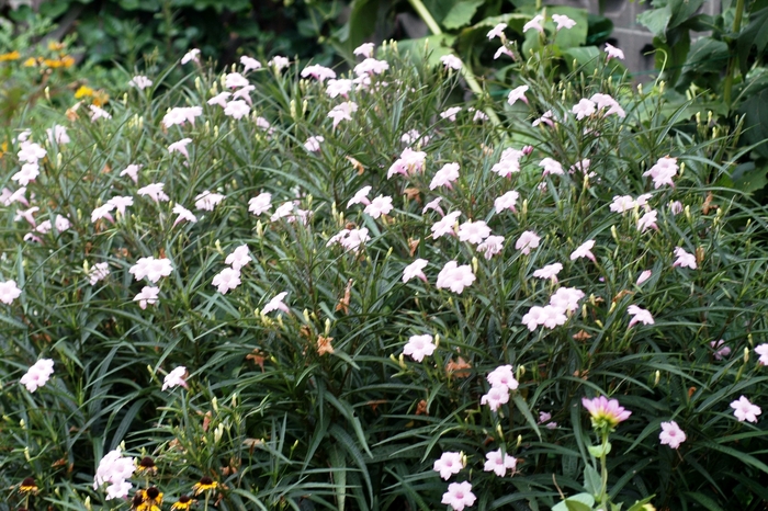 'Chi Chi' Mexican Petunia - Ruellia brittoniana from Milmont Greenhouses