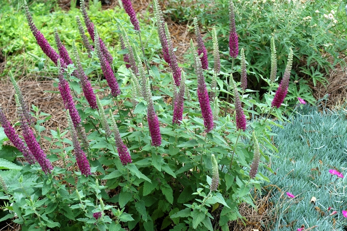 Common Germander - Teucrium chamaedrys from Milmont Greenhouses Common Germander - Teucrium chamaedrys from Milmont Greenhouses