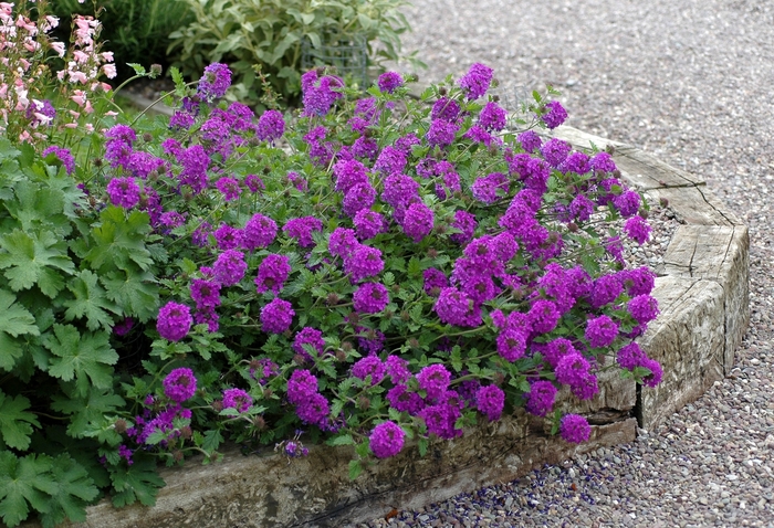 Homestead Purple Verbena - Verbena canadensis 'Homestead Purple' (Verbena) from Milmont Greenhouses