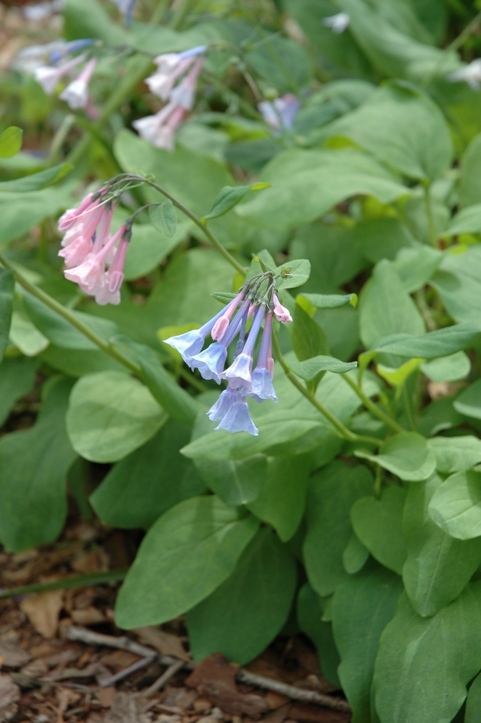 Virginia bluebell - Mertensia virginica from Milmont Greenhouses Virginia bluebell - Mertensia virginica from Milmont Greenhouses