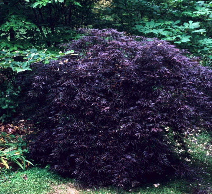 'Crimson Queen' Japanese Maple - Acer palmatum var. dissectum from Milmont Greenhouses