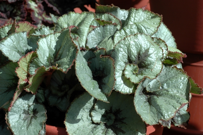 Rex Begonia - Begonia rex-cultorum (Rex Begonia) from Milmont Greenhouses Rex Begonia - Begonia rex-cultorum (Rex Begonia) from Milmont Greenhouses