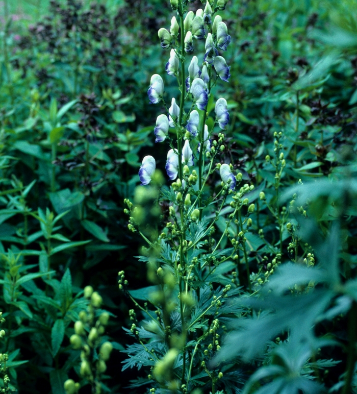'Bicolor' Monkshood - Aconitum x cammarum from Milmont Greenhouses