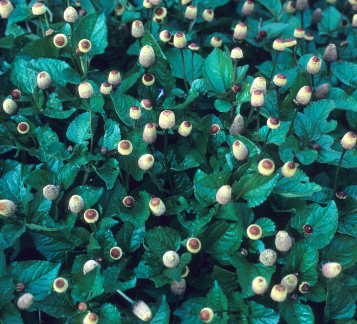 Toothache Plant - Acmella oleracea (Toothache Plant) from Milmont Greenhouses